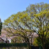春の樹