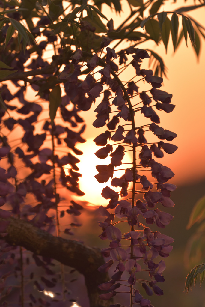 Sunset Fuji