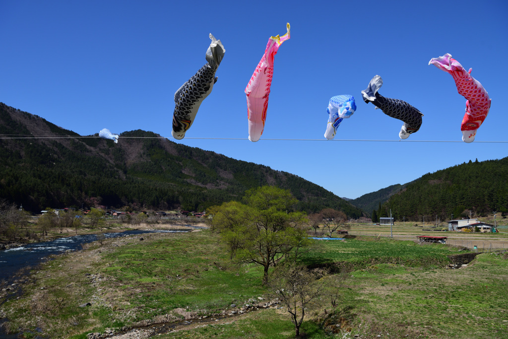 KOI-Dance in Hida Rver