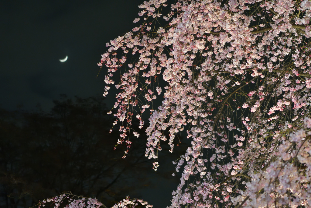 夜桜