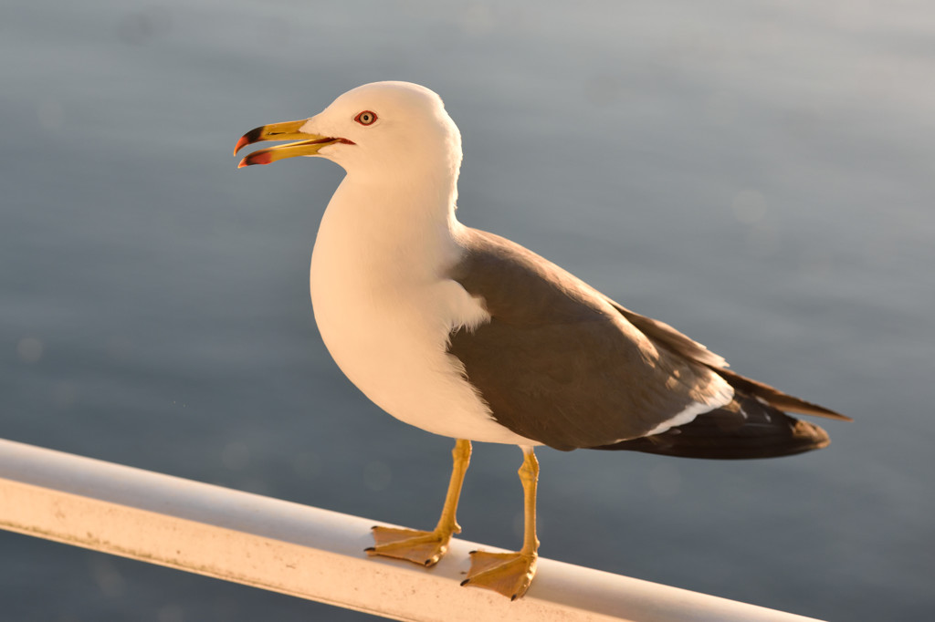 海鳥が鳴く