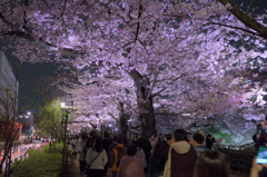 夜桜見物