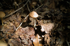 スポットライト