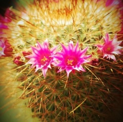 はじめて咲いた