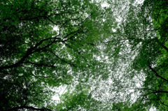 too green to breathe