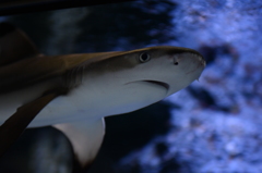 すみだ水族館