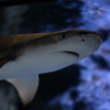 すみだ水族館