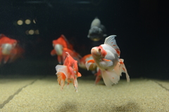 すみだ水族館