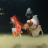 すみだ水族館