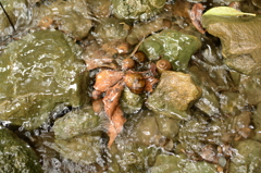 皇居東御苑