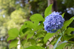 紫陽花