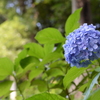 紫陽花