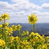 高山に咲く菜の花