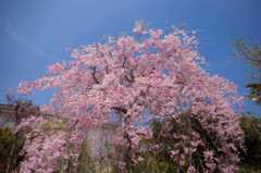 磐城平城本丸跡地の枝垂れ桜
