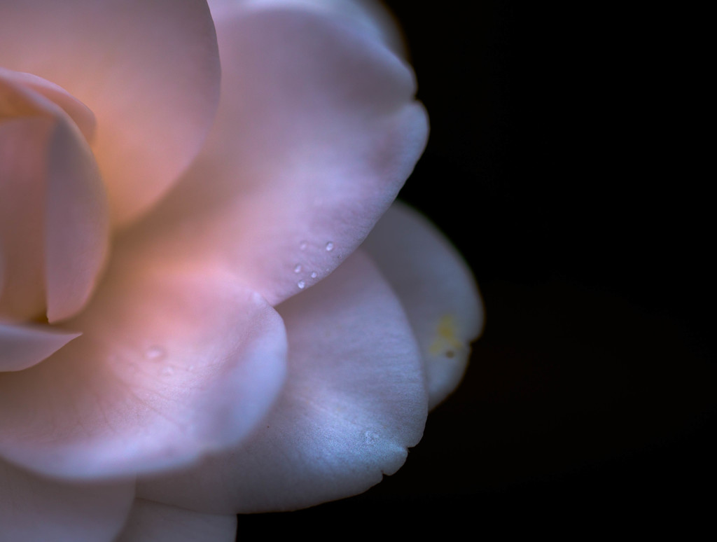 花弁