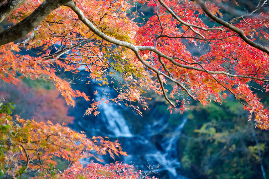 養老渓谷の紅葉♪