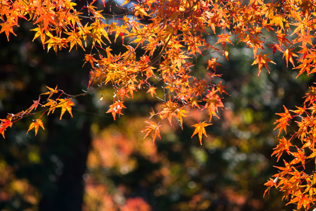 養老渓谷の紅葉♪