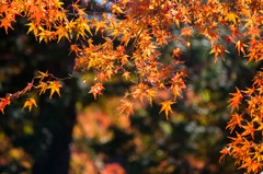 養老渓谷の紅葉♪