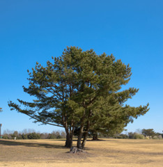 大樹