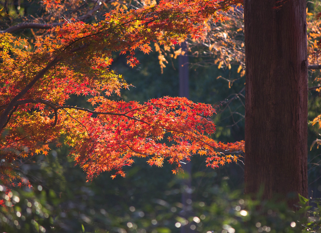 水元公園