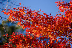 養老渓谷の紅葉♪