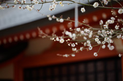 花園神社の梅
