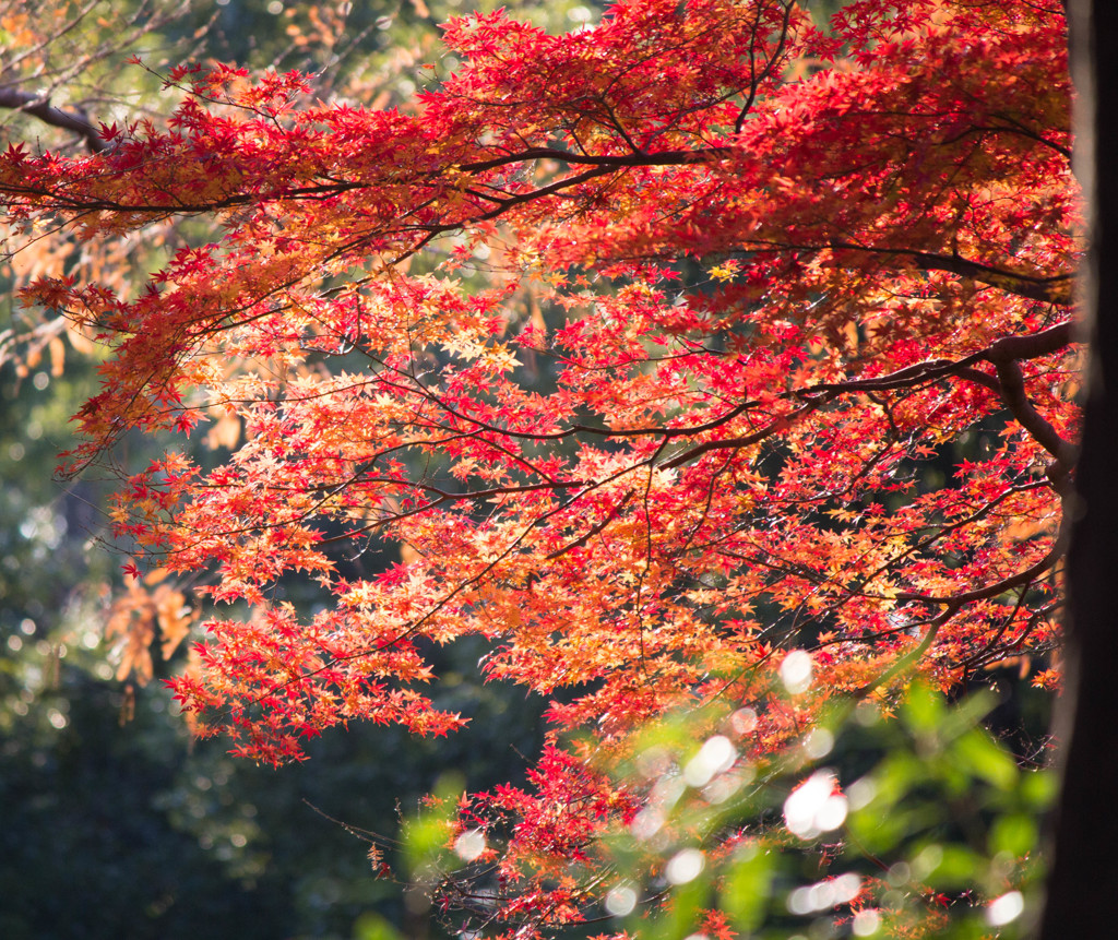 水元公園