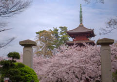 中山法華経寺 五重塔の桜