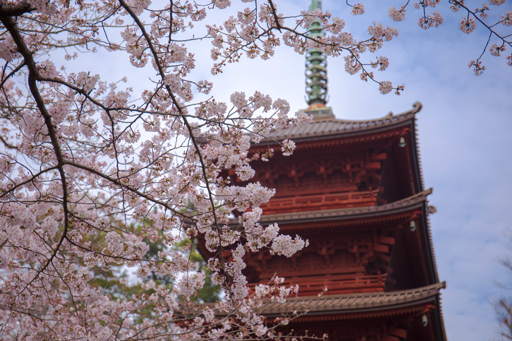 中山法華経寺 五重塔の桜