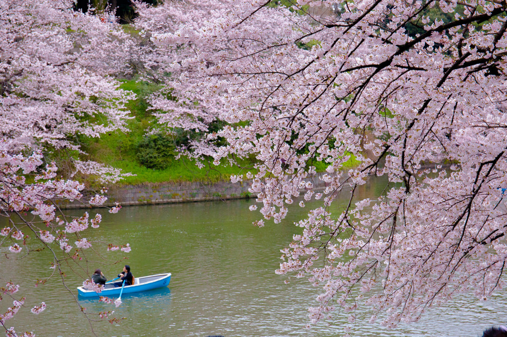 千鳥ヶ淵の桜