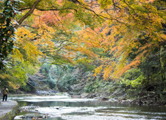 養老渓谷の紅葉♪