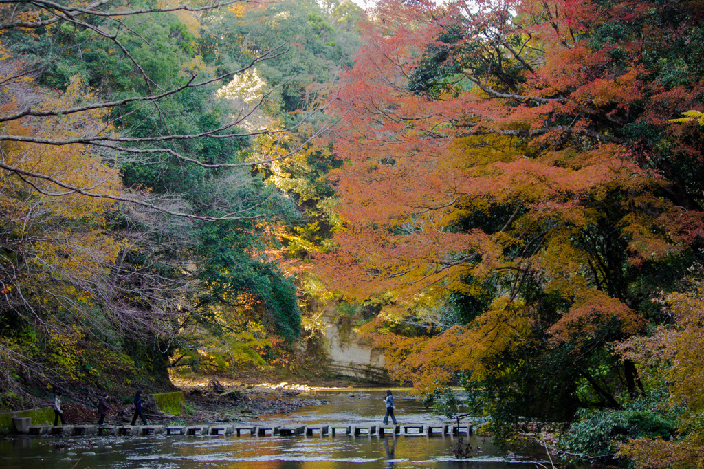 養老渓谷の紅葉♪