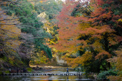 養老渓谷の紅葉♪