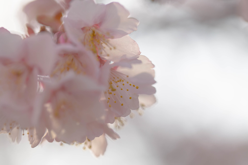 西新井大師の寒桜
