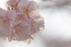 西新井大師の寒桜