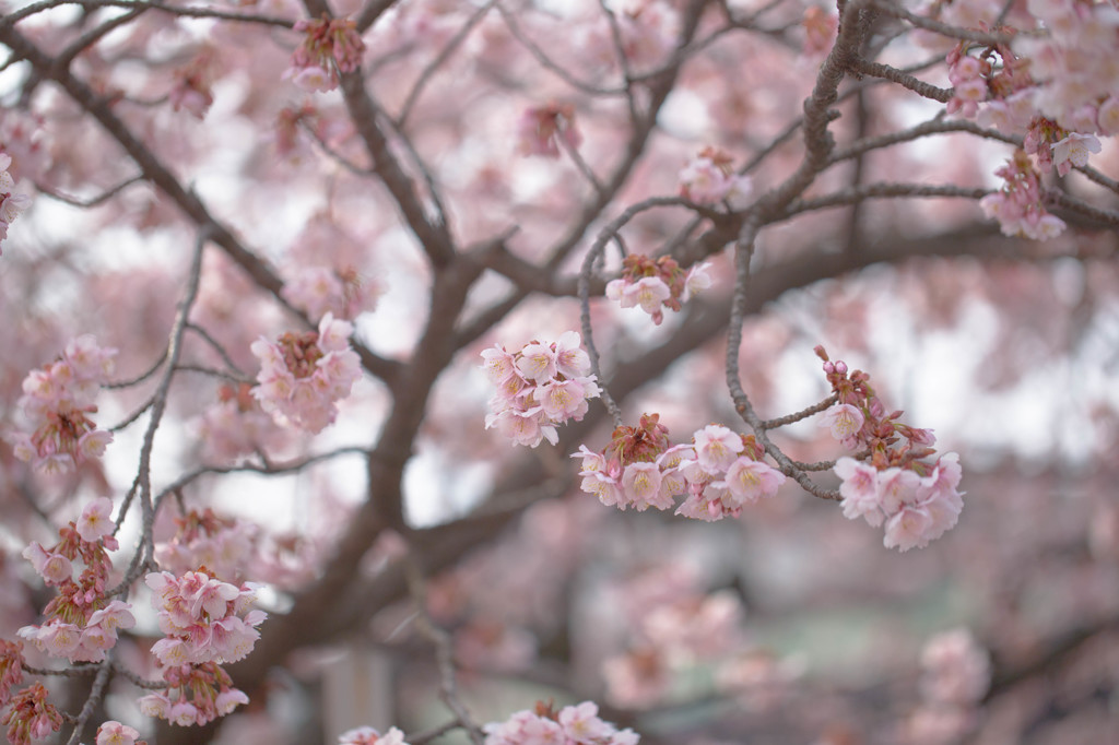 西新井大師の寒桜