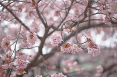 西新井大師の寒桜