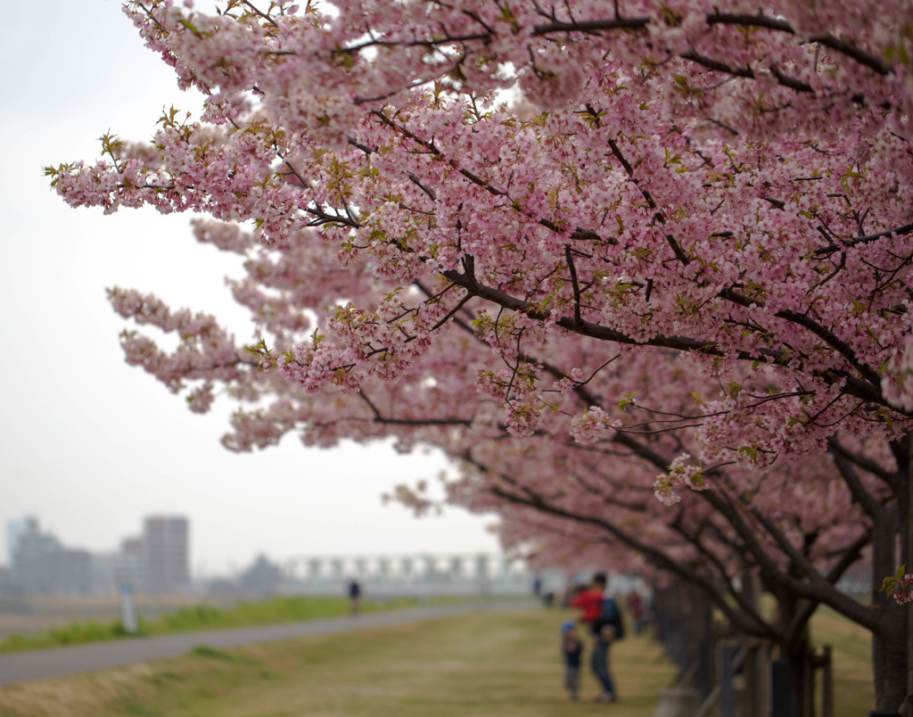 市川南の河津桜