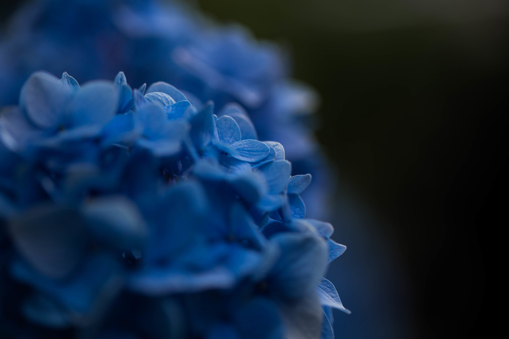 蒼い時