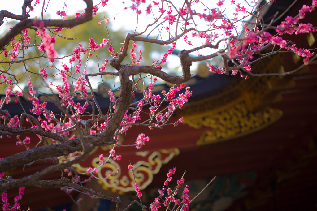 根津神社にて