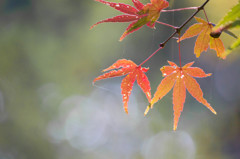 横浜三渓園の紅葉