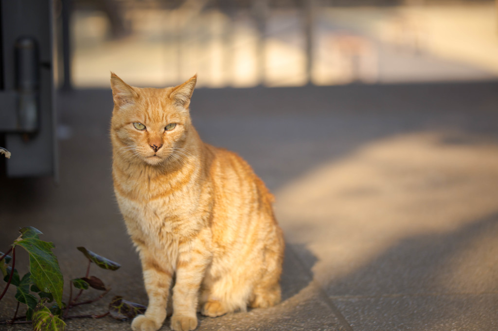 谷根千散歩で出会った猫さん♪