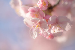 あの日の河津桜