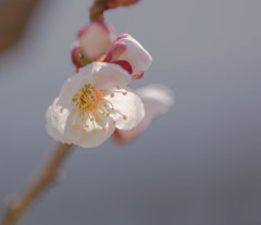 ウチの梅ちゃん♪やっと咲きました❀.(*´◡`*)❀.