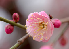 花園神社の梅