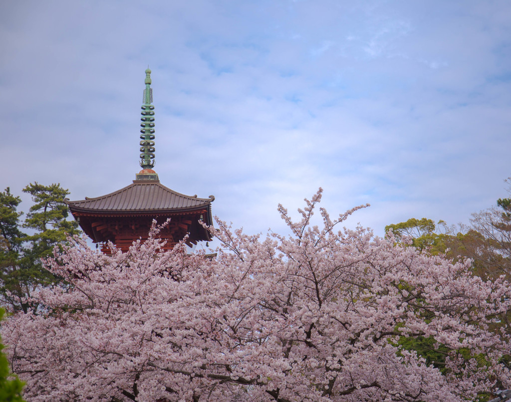 中山法華経寺 五重塔の桜