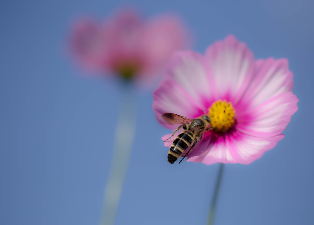 花から花へと飛び交う