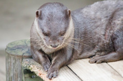 市川市動植物園のカワウソちゃん♪