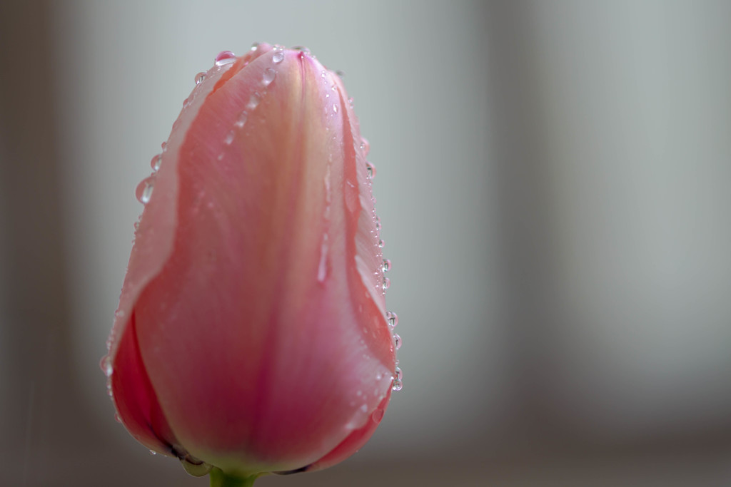 どの花見てもきれいだな