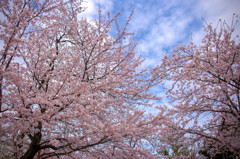 中山法華経寺の桜